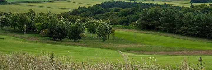 A view of Elmwood Golf Club